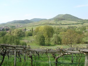 The Haardt Mountains from Rebholtz' old vine vineyards
