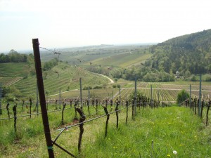 The view south from Kastanienbusch Vineyard