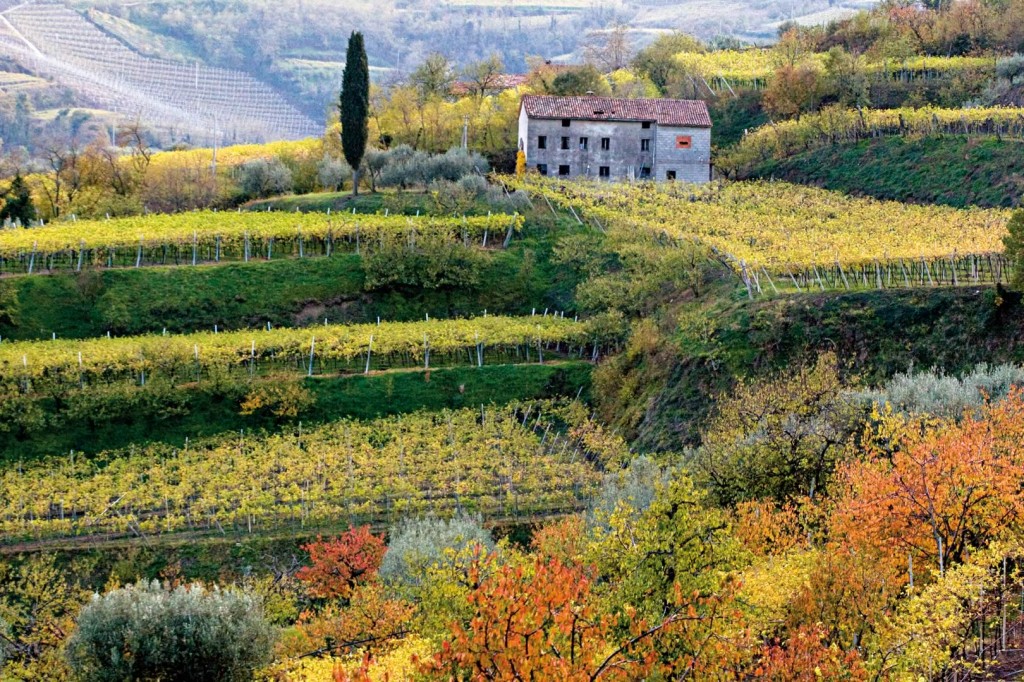 Soave landscape.  Photo Consorzio vini Soave